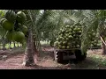 Download Lagu kokosnootboomboerderij