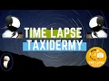 Time Lapse Bird Taxidermy On A Hooded Merganser Using Real Head and Setting the Eyes