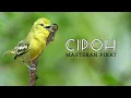 Download Lagu Masteran suara burung CIPOH/CIPOW/SIRTU untuk masteran dan pikat