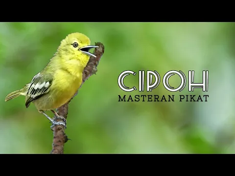 Download MP3 Masteran suara burung CIPOH/CIPOW/SIRTU untuk masteran dan pikat