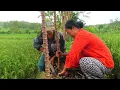 Download Lagu ALHAMDULILLAH ADA PESANAN KRIPIK SINGKONG