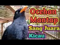 Lagu OCEHAN JALAK KEBO SUARA MANTAP ‼️ masteran dan pancingan jalak kebo paling banyak digunakan