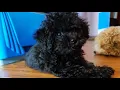 Silver Poodle