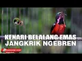 Download Lagu KONIN GACOR FULL ISIAN KENARI BABLAS JANGKRIK NGEBREN BELALANG EMAS UNTTUK MASTERAN KOLIBRI NINJA