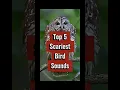 Download Lagu Jangan tonton malam hari! 5 suara burung terseram #shorts #birdsounds