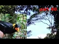 Download Lagu mikat burung beo akhirnya poin jugak mantappp..