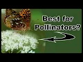 Ultimate Guide to Native Hydrangeas for Your Yard