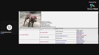 BREAKING DOWN THE AMERICAN PITBULL TERRIER PEDIGREE