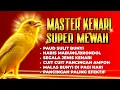 Download Lagu Kenari Gacor Panjang! Cuit Cuit Bikin Emosi — Terapi Ampuh untuk Kenari Macet \u0026 Paud Belajar Bunyi!