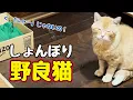 Download Lagu なかなか「にゃぁ」と言えない様で…【野良猫】