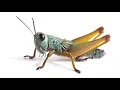 Download Lagu Suara Jangkrik Berbunyi [1 JAM]