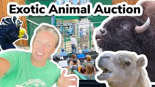Join Us On An Exciting Adventure To The Exotic Animal Auction Part 1