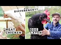 What s the difference Egg Layer Meat CHICKEN