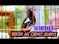 Download Lagu ANIS KEMBANG NGEPLONG GACOR, PANCINGAN AMPUH ATASI ANIS KEMBANG DIAM MALAS BUNYI LANGSUNG ON