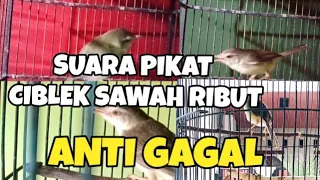 ciblek sawah ribut suara pikat ciblek sawah tercepat