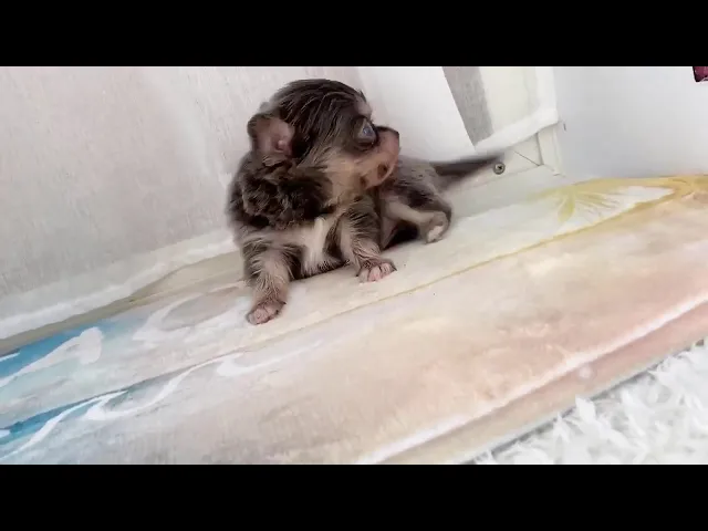 動画