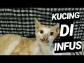 Download Lagu KUCING DI INFUS KARENA DEHIDRASI PARAH #KUCINGDIINFUS