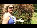 Pruning Azaleas