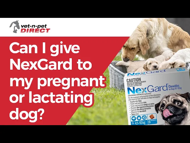NexGard Chews for Medium Dogs 4.1-10kg