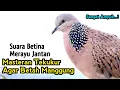 Download Lagu Suara Tekukur Betina Memanggil Jantan - Bikin GACOR