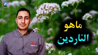 ماهى عشبة الناردين عشبة غريبة ومعلومات ذهبية عن الناردين 