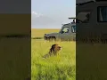 Download Lagu Beautiful Loin in Africa #shorts #shortvideo #lion