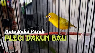 ampuh sekali pancingan pleci agar buka paruh sobek sobek terapipleci pleci birds pancinganpleci