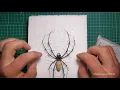 How to pin an Orb-weaver spider Entomologie Praparation Taxidermy Spinne