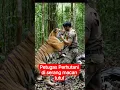 Seorang Petugas Perhutani Di Serang macan tutul saat Patroli #harmau #tiger #macan
