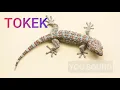 Download Lagu THE GECKO suara Tokek