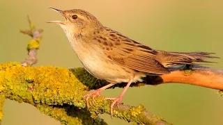 Download Bird sounds Grasshopper Warbler singing MP3