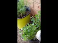 Download Lagu How to Grow Herbs! (The Easiest Method)