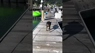 #Fyp #dream #doberman #pets #youtube