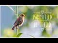 Download Lagu Beautiful ❤️😘Paddyfield pipit😍😍 birds🥰.... Best video capture 📷...#earthio #youtubeshorts