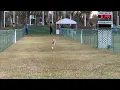 Alex AKC FastCAT Invitational 2022