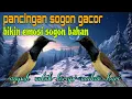 Download Lagu Pancingan sogon gacor merangsang emosi cepat bunyi 🔥