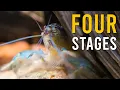 Is Your Shrimp MOLTING Here s What Happens At Every Stage