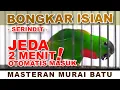 Burung Serindit Full Tajam Masteran Murai Metode Jeda 2 Menit  #serindit #masteranburung #birds