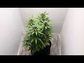 The Attitude Seed Bank is Legit