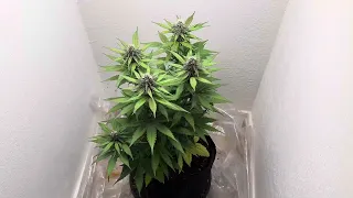 The Attitude Seed Bank is Legit
