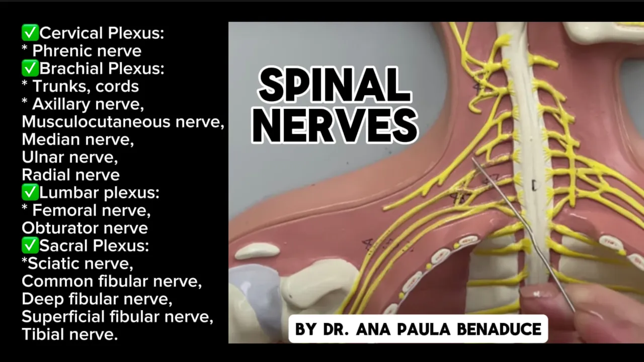 Spinal Nerves (Plexus, Trunks, Cords and Nerves of Upper and Lower Limb) - Flat Model