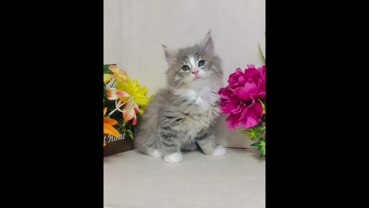 動画