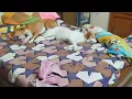 devil's minions at work  are sleeping