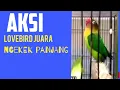 Download Lagu Lovebird faigter juara ngekek panjang cocok untuk memancing Lovebird faigter anda