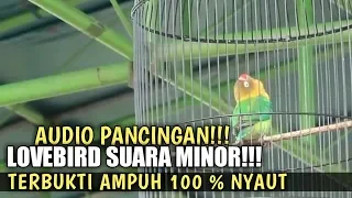 dunia kicau masteran lovebird suara minor di jamin 100 nyaut