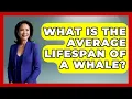 What Is the Average Lifespan of a Whale The Marine Life Explorer