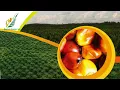 Download Lagu Mars BGA (Bumitama Gunajaya Agro)