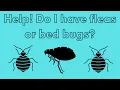 Fleas vs Bed Bugs How to Tell Them Apart