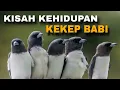 Download Lagu Fakta Mengejutkan Burung Kekep Babi || Burung Misterius yang Setia dan Cerdas dari Alam Liar