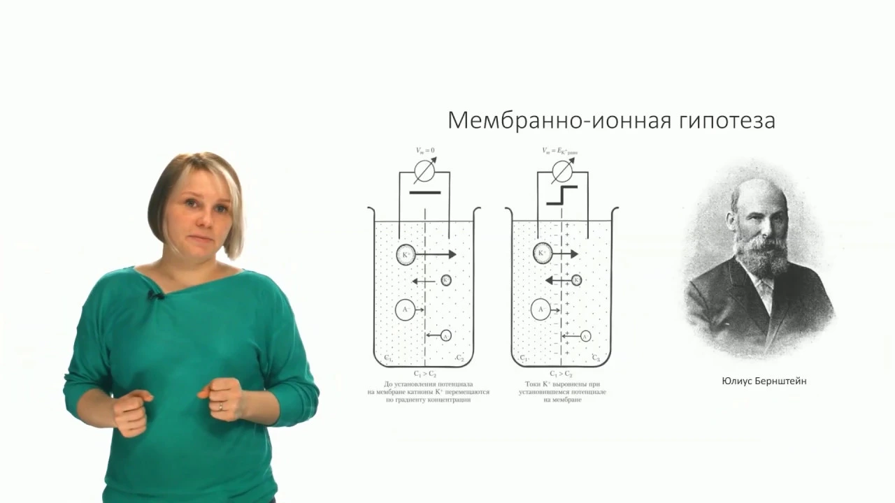 Физиология человека и животных. Биоэлектрические потенциалы (Зыбина А. М.)